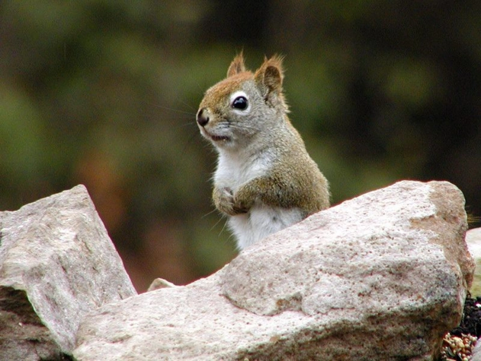 22跑进家来的松鼠课件_第1页