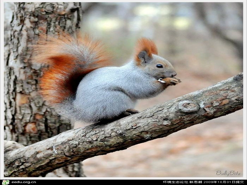 22跑进家来的松鼠课件_第3页