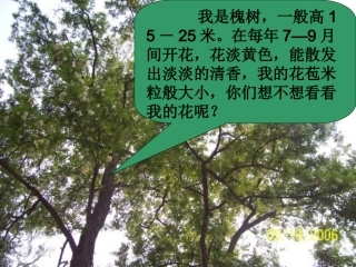 4槐乡的孩子课件3