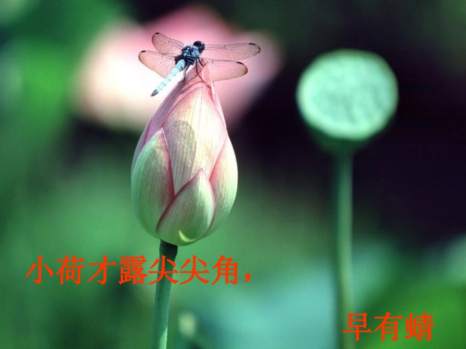 3、《荷花》_第3页