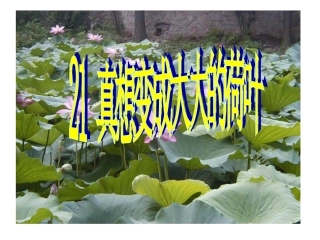 21真相变成大大的荷叶