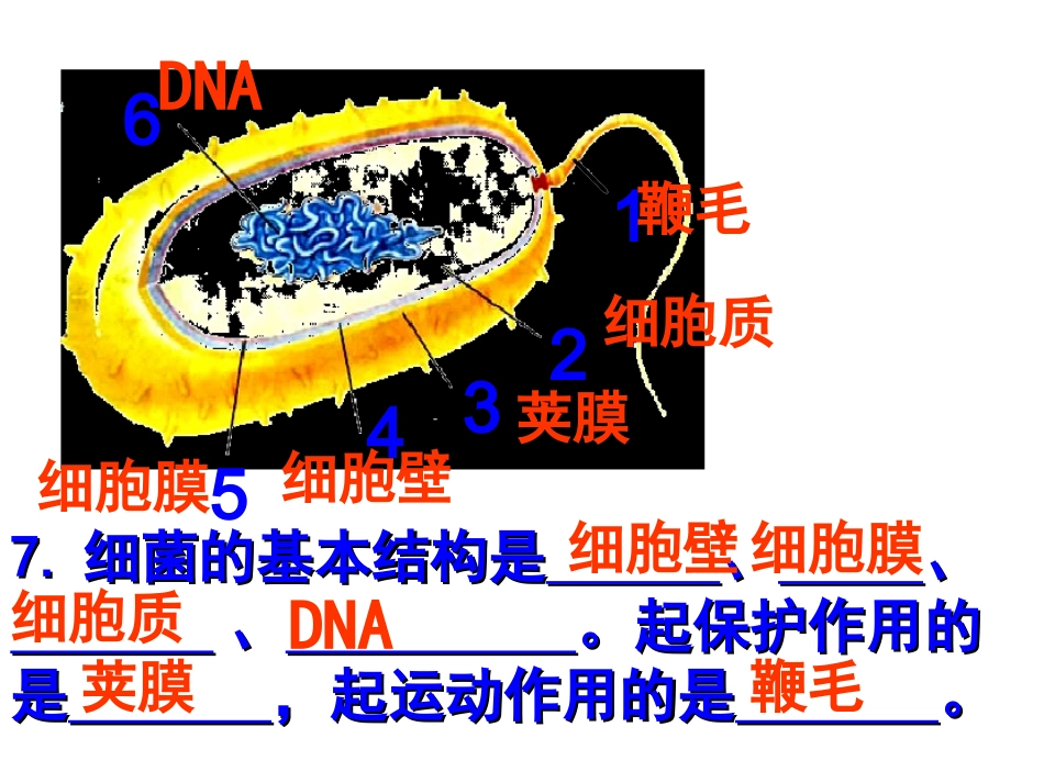第三节真菌1_第3页