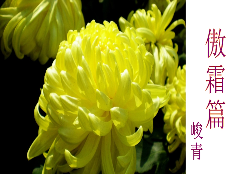 傲霜篇课件1_第3页