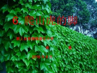 黄曼爬山虎的脚