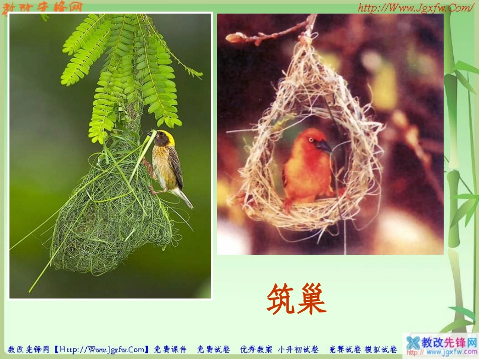 23鸟的生殖和发育课件_第2页