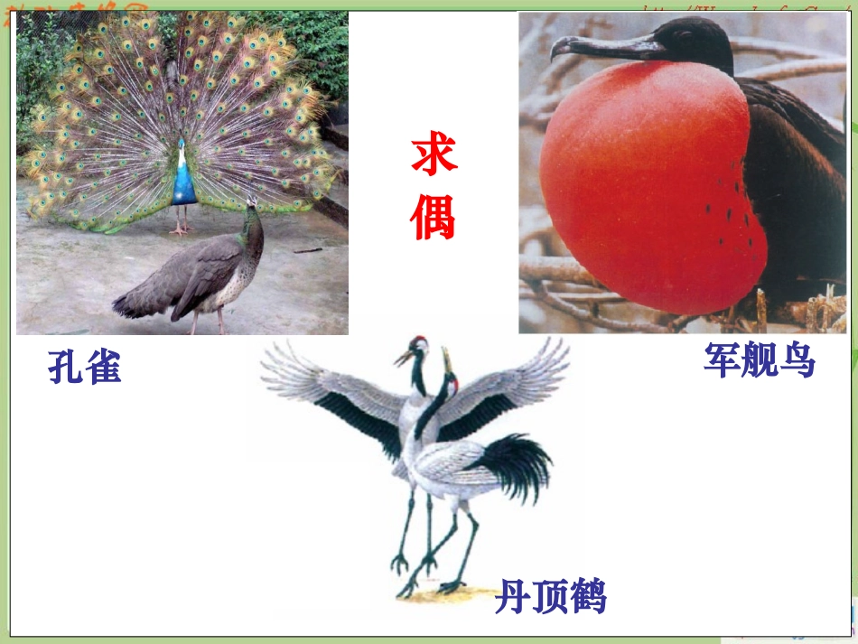 23鸟的生殖和发育课件_第3页