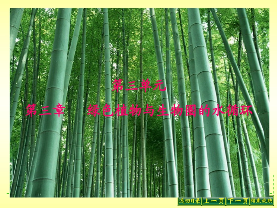 观察叶片的结构_第1页