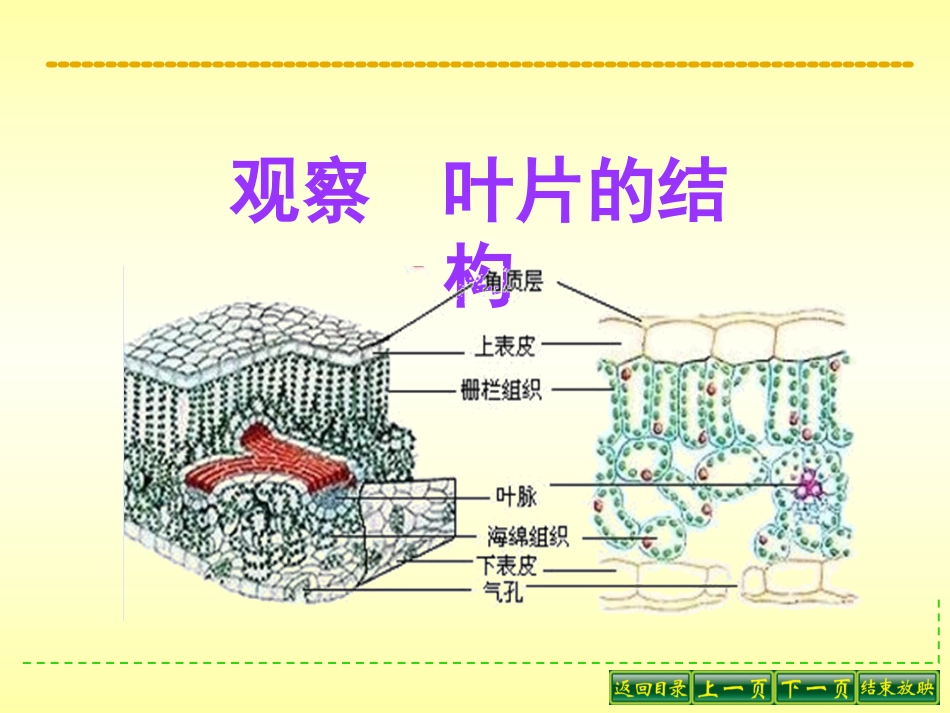 观察叶片的结构_第2页