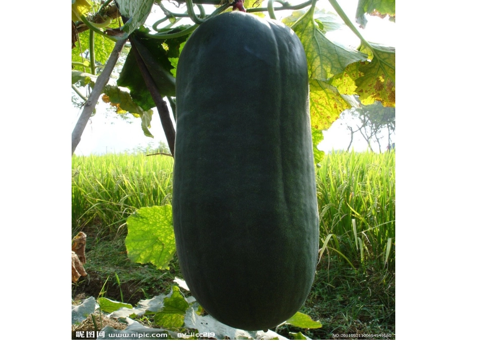 小班冬瓜打击乐_第1页