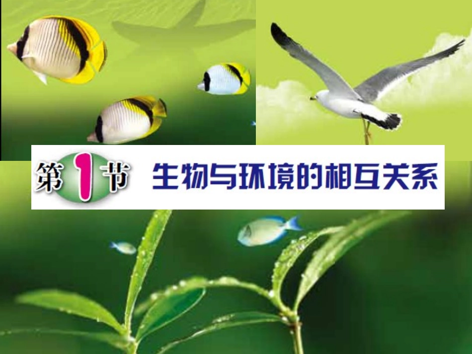 1生物与环境的相互关系_第2页