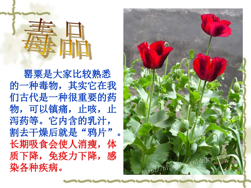 禁毒主题班会_第3页