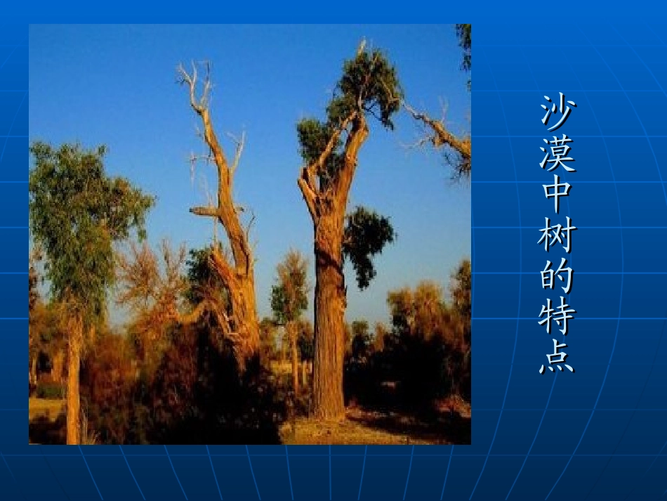 千姿百态的树_第2页