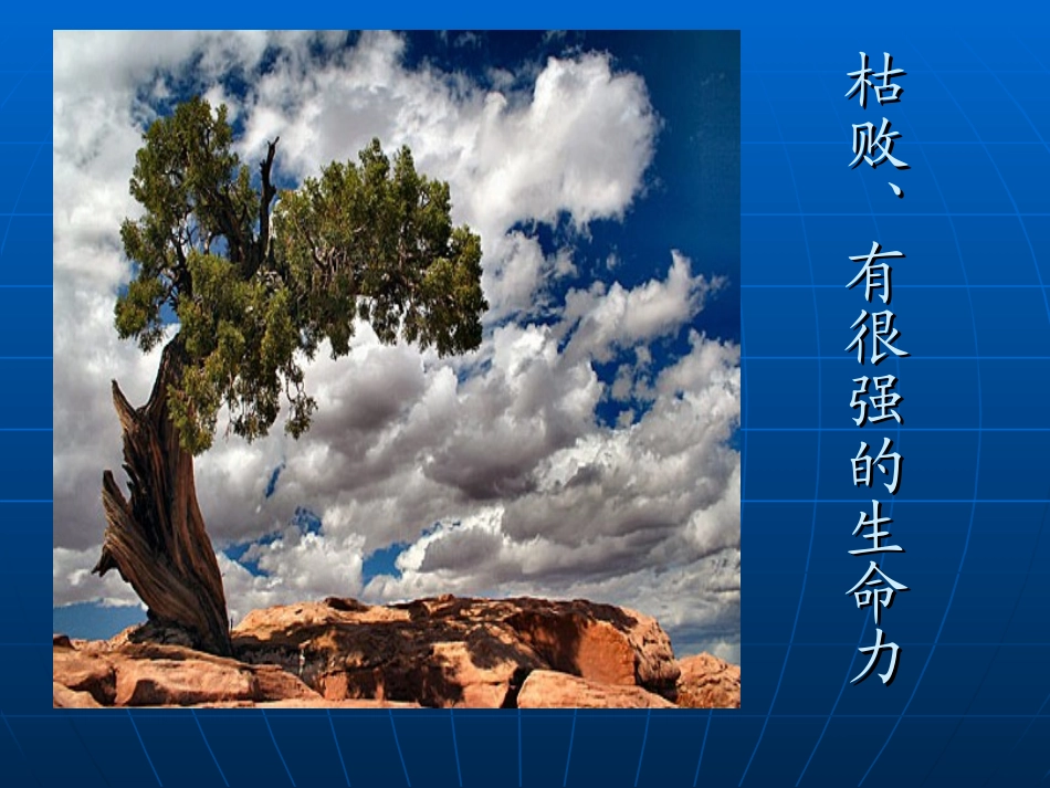 千姿百态的树_第3页