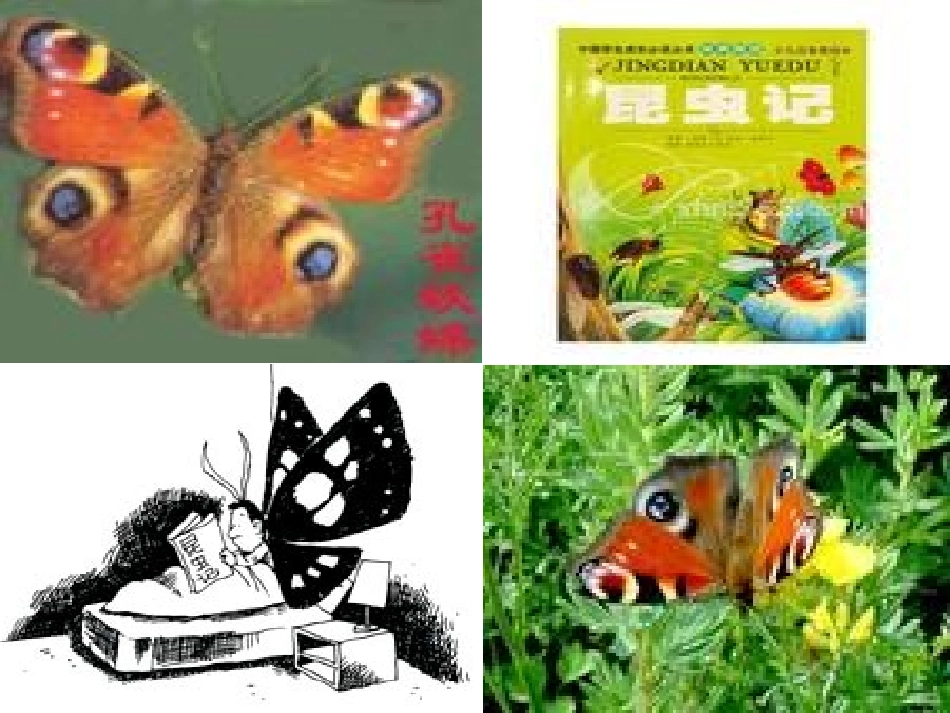 第三板块大孔雀蛾的晚会 (2)_第2页