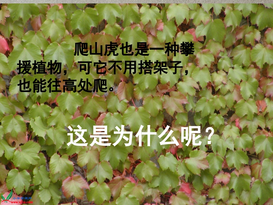 6、爬山虎的脚第一课时_第2页