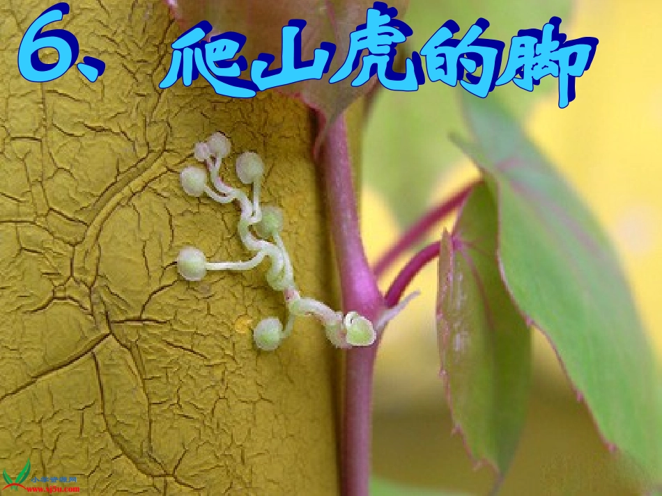 6、爬山虎的脚第一课时_第3页
