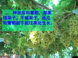 6、爬山虎的脚第一课时