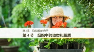 必修1：24细胞中的糖类和脂质