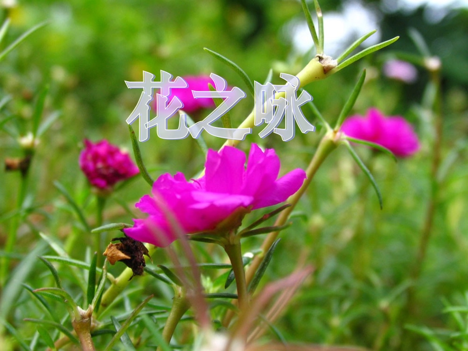 北师大版小学四下《花之咏》课件2011_第1页