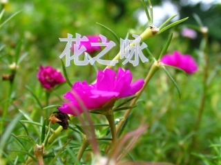 北师大版小学四下《花之咏》课件2011