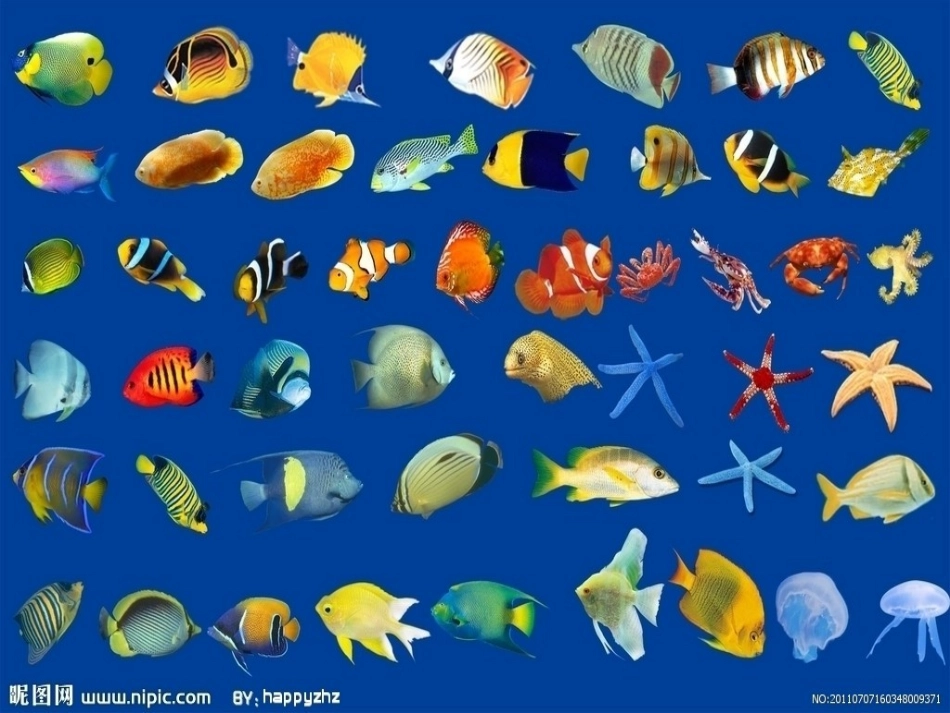 谁画的鱼最大 (3)_第3页