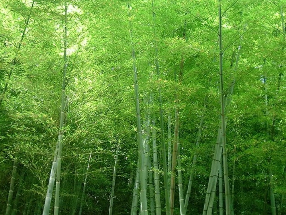 (语文S版)二年级语文下册课件_笋芽儿_第2页