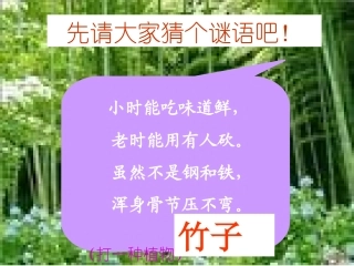 (语文S版)二年级语文下册课件_笋芽儿