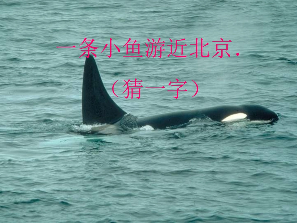 《鲸》教学课件_第1页