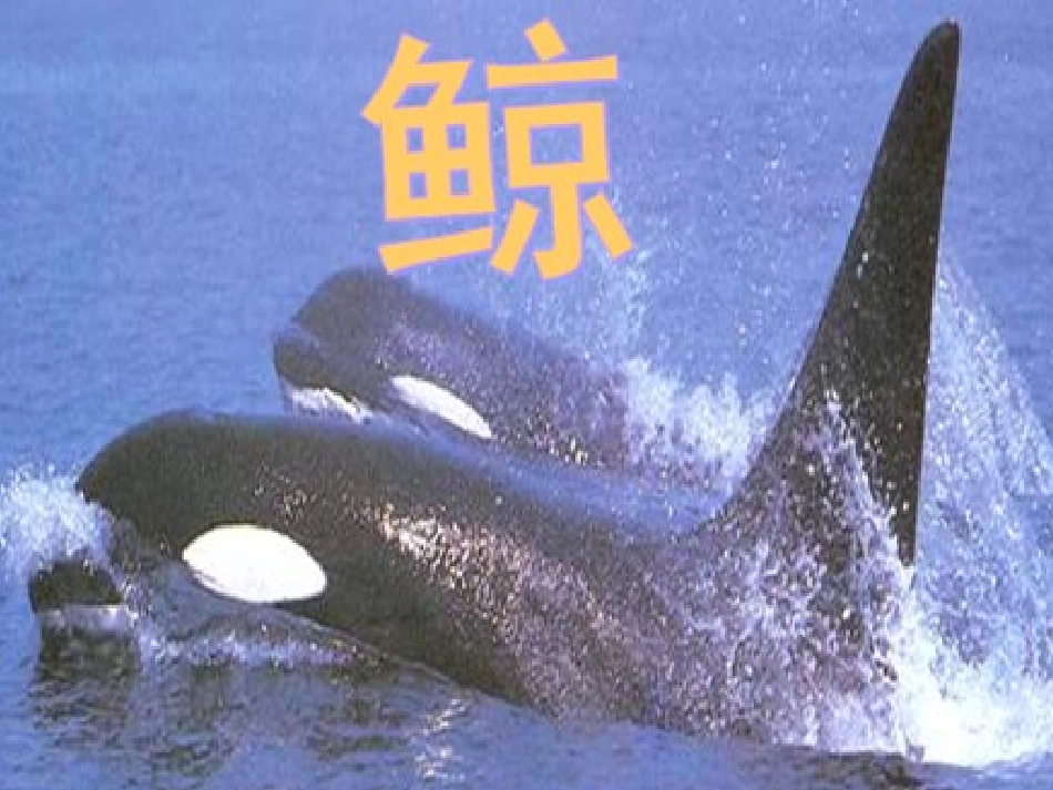 《鲸》教学课件_第2页