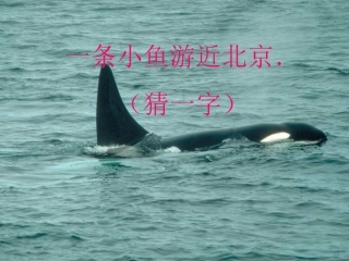 《鲸》教学课件
