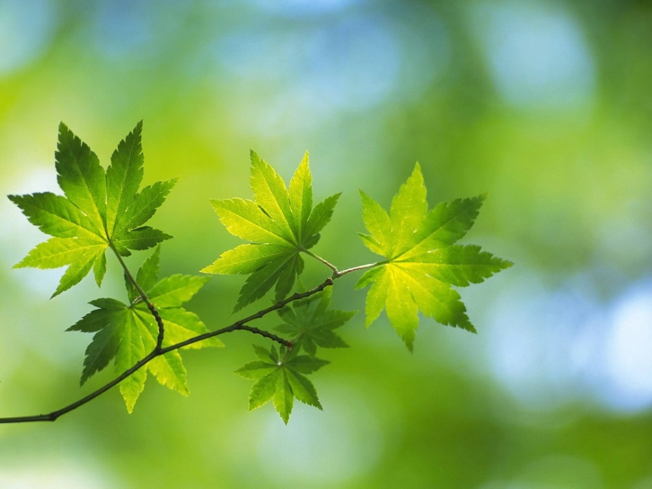 5_爷爷和小树_第2页