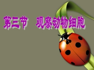 213动物细胞