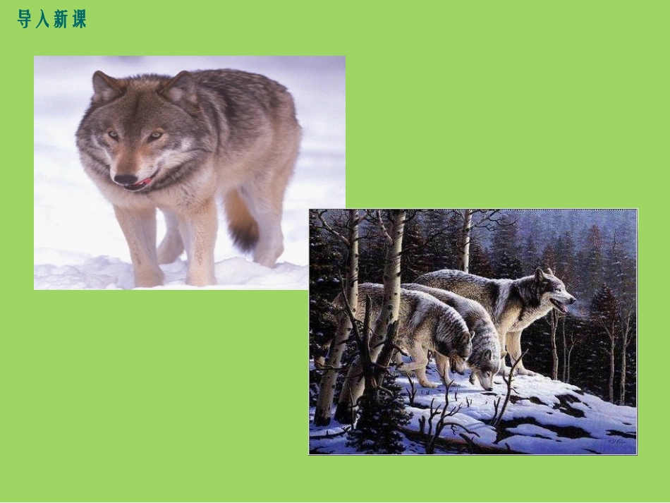 2016年秋人教版语文七年级上册精品课件：20狼_第2页