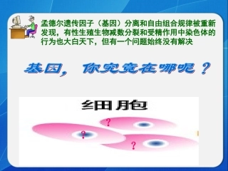 第二节基因在染色体上