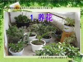 《养花》课件