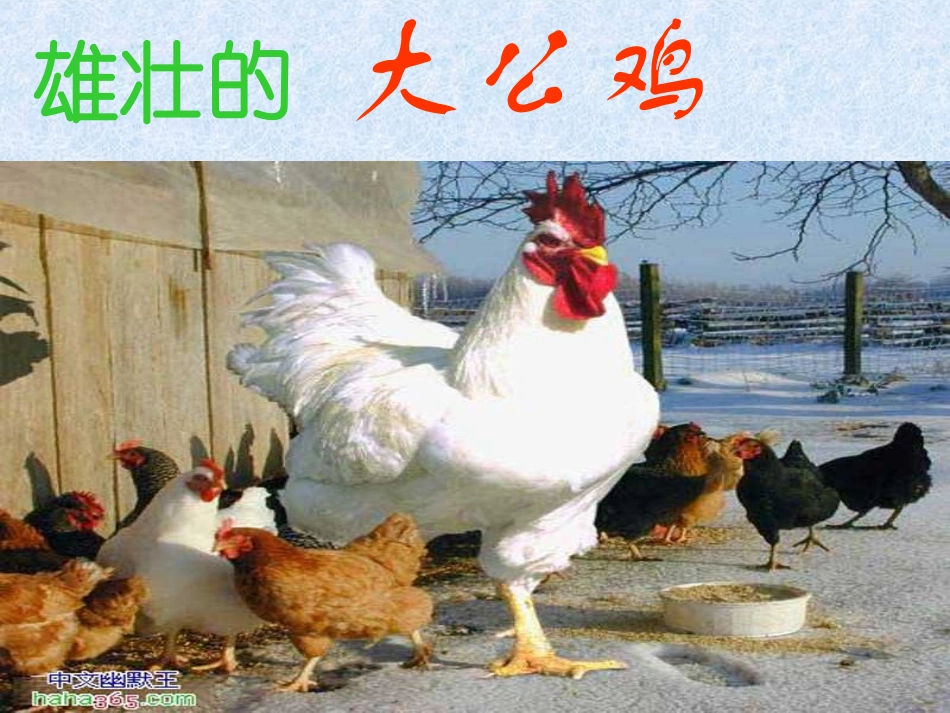 鲜艳的大公鸡_第2页