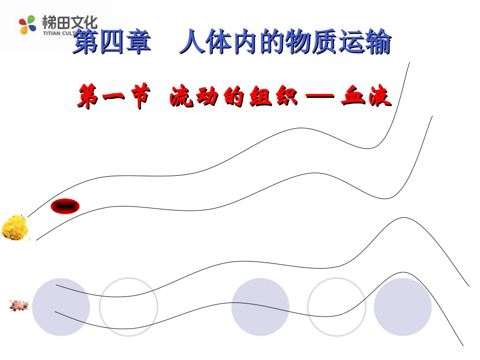 41流动的组织——血液_第2页