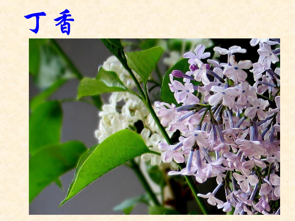 寻找幸运花瓣吴_第2页