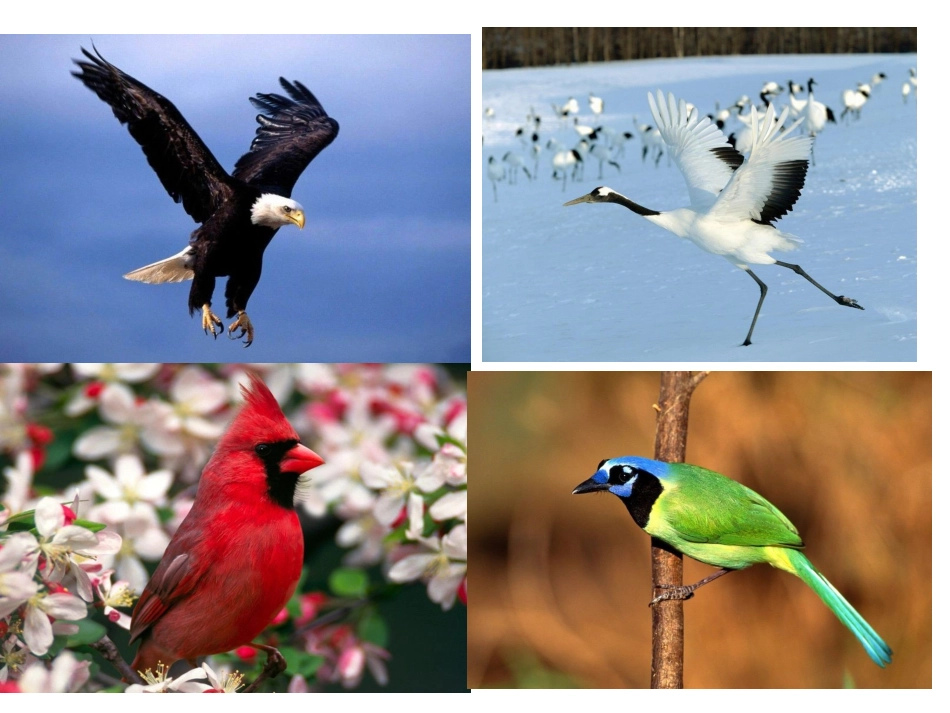 两只鸟蛋 (5)_第2页