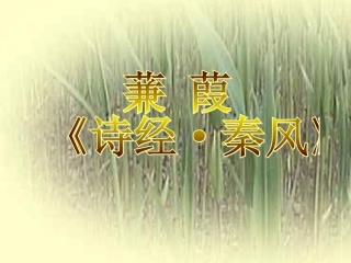《蒹葭》课件3