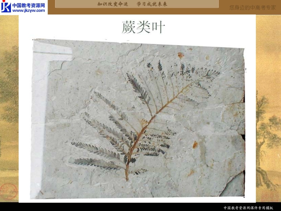 《化石吟》课件_第3页