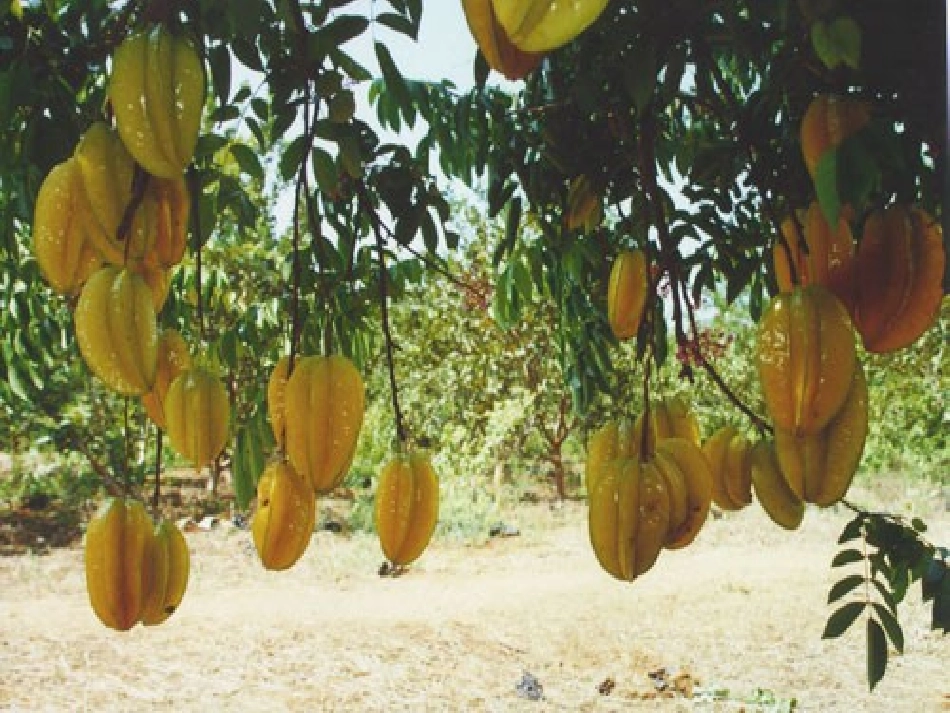 人教版三年级下册11画杨桃 (3)_第2页