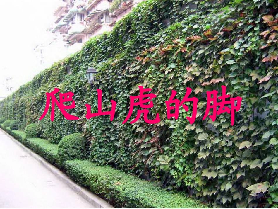 爬山虎的脚 (9)_第1页