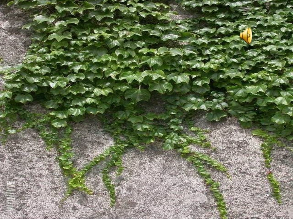 爬山虎的脚 (9)_第2页