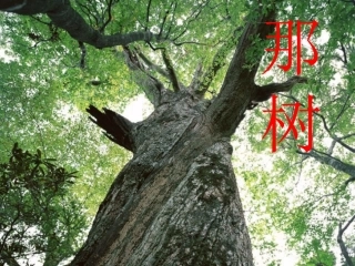 《那树》课件：