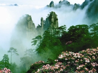 黄山奇松上课用