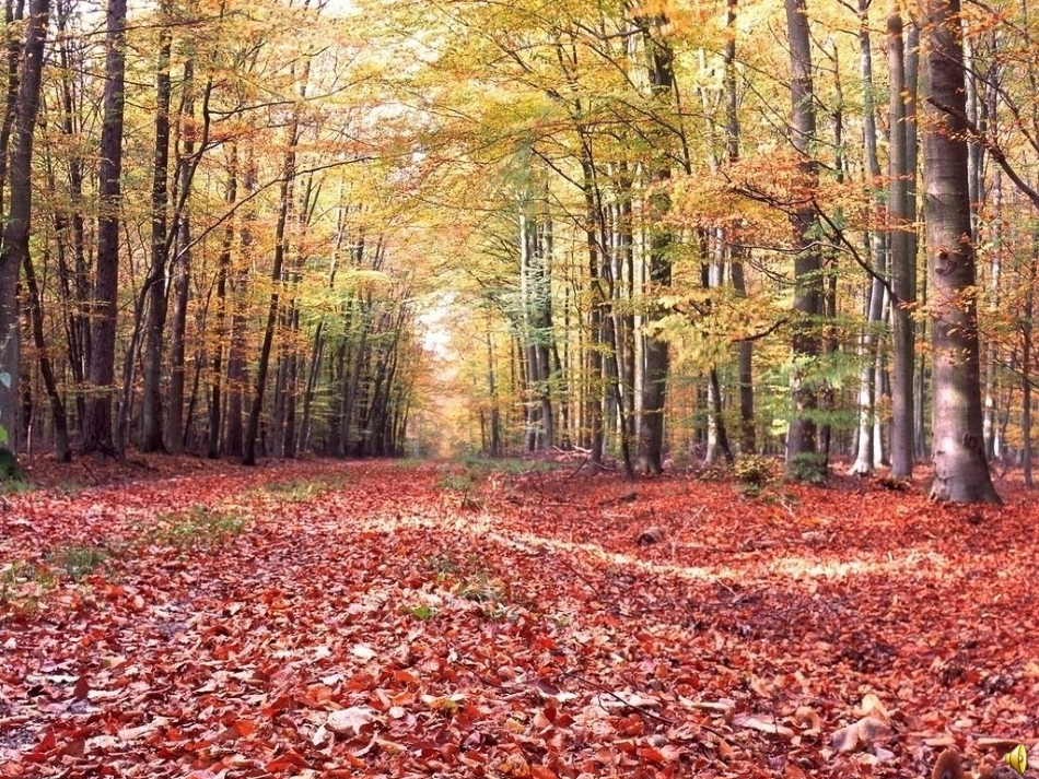 风姑娘送信课件_第1页