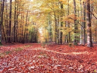 风姑娘送信课件