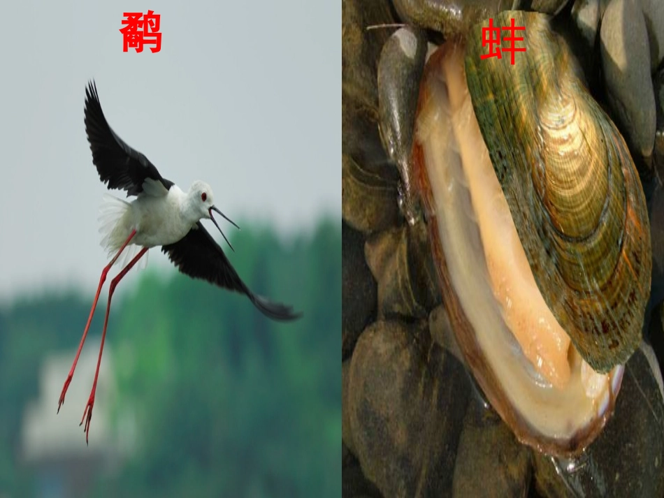 鹬蚌相争 (2)_第2页