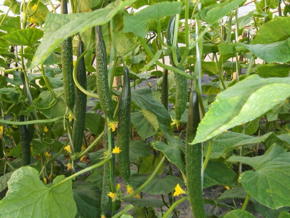 小班好吃的蔬菜_第3页